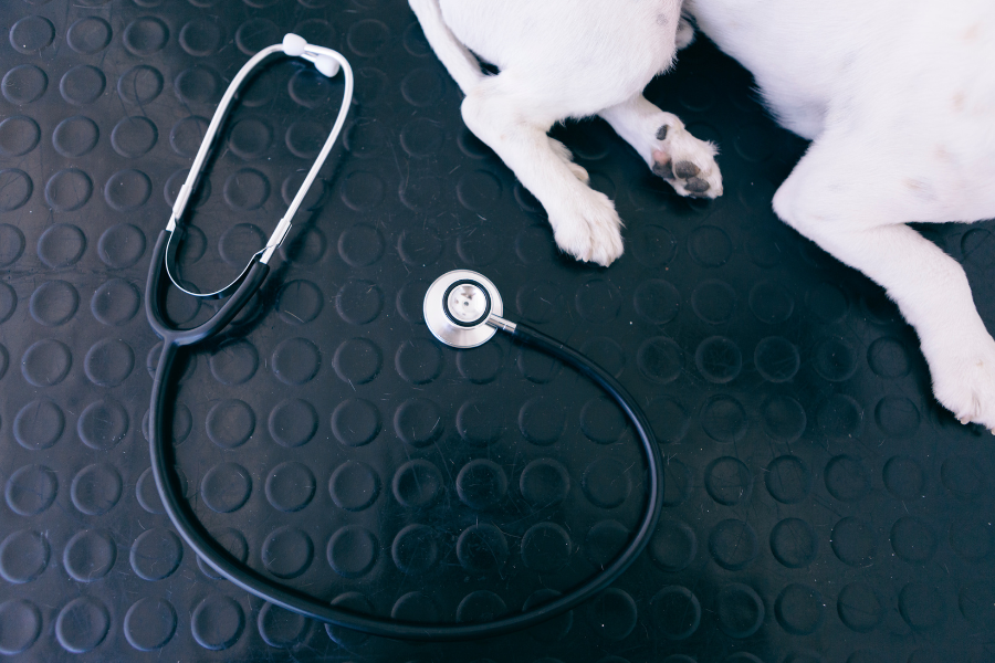 How to Open a Vet Clinic